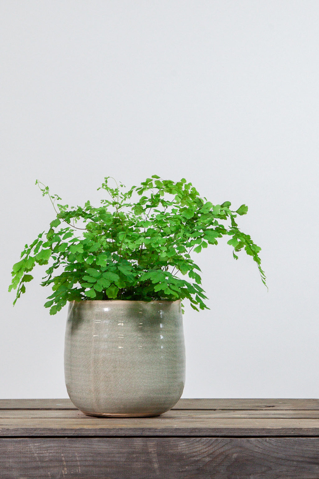 files/IndoorPlants_2-studioShots20.11.2023-284.jpg